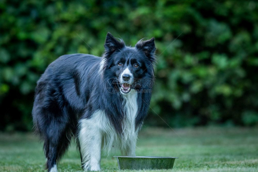 黑白边框Collie盯着镜头看图片