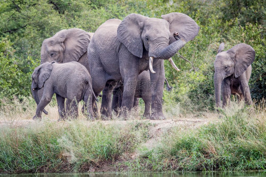 南非克鲁格公园草原上的大象牧群图片