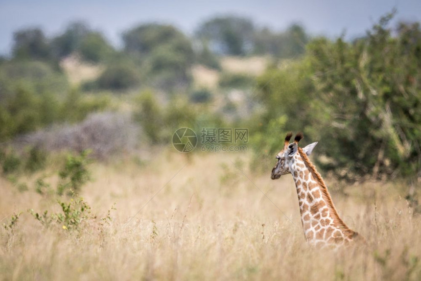 Giraffe坐在南非克鲁格公园的高草地上图片