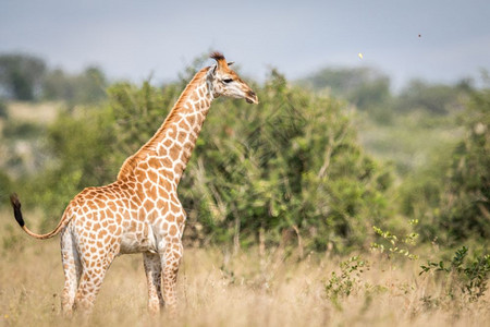 罗斯柴尔德Giraffe站在南非克鲁格公园的高草地上背景
