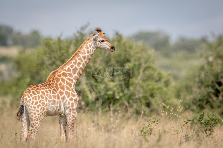 Giraffe站在南非克鲁格公园的高草地上图片