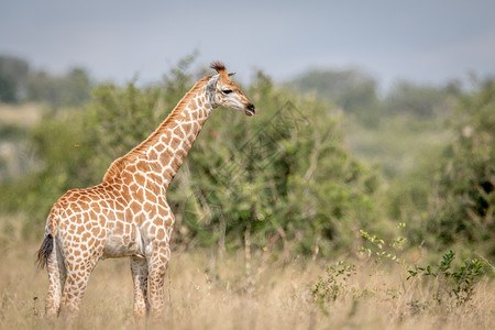 高灌木Giraffe站在南非克鲁格公园的高草地上背景
