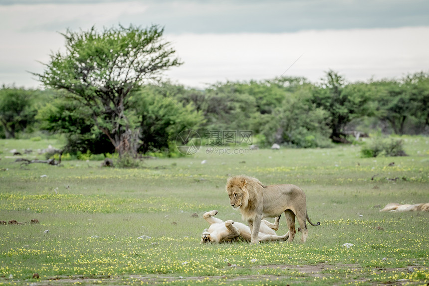 狮子在纳米比亚Etosha公园的草地上交配图片
