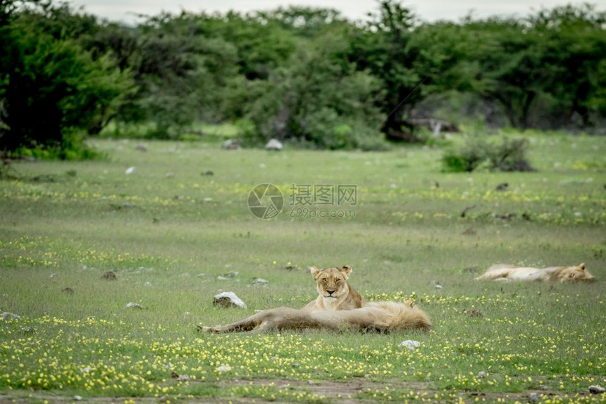 在纳米比亚Etosha公园的草地上躺着一对狮子交配夫妇图片