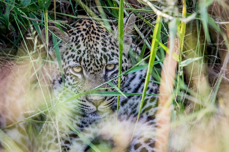 年轻的豹子从南非克鲁格公园的草地之间拍摄着像头图片