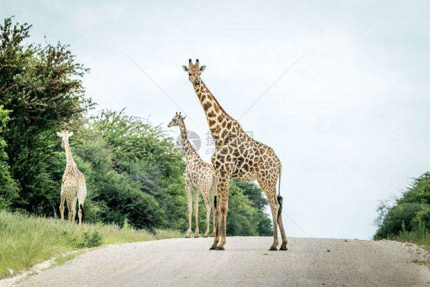 一群Giraffes人站在纳米比亚Etosha公园的路上图片