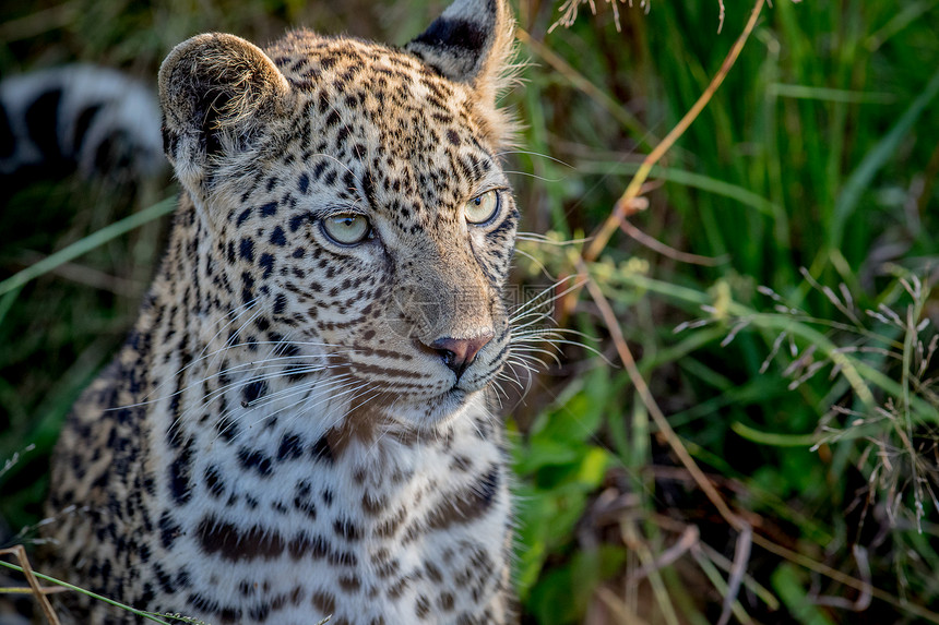 年轻的豹子在南非克鲁格公园看风景图片