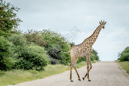 Giraffe穿过纳米比亚Etosha公园的路图片