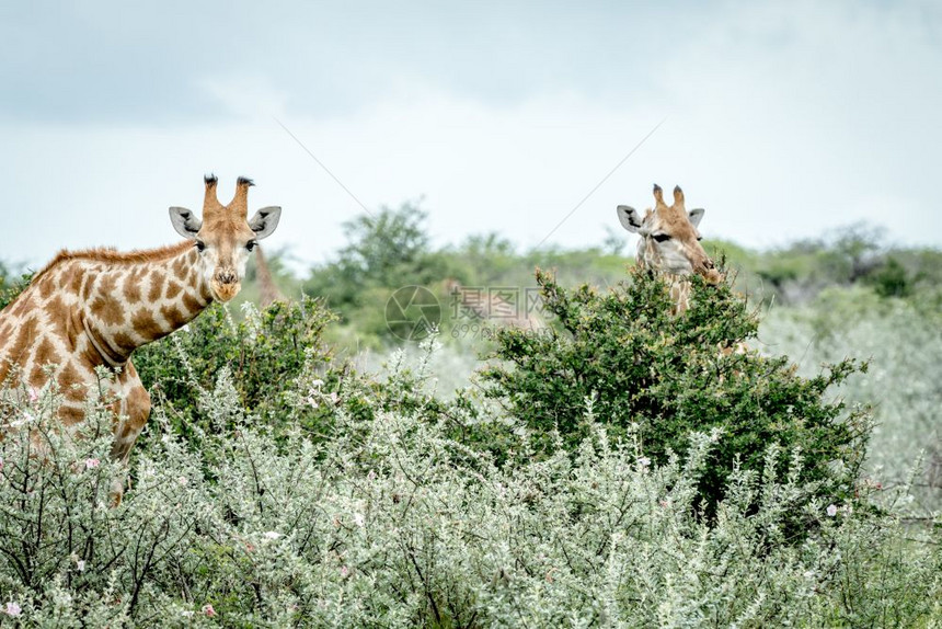 纳米比亚Etosha公园的灌木丛中藏着两只长颈鹿图片