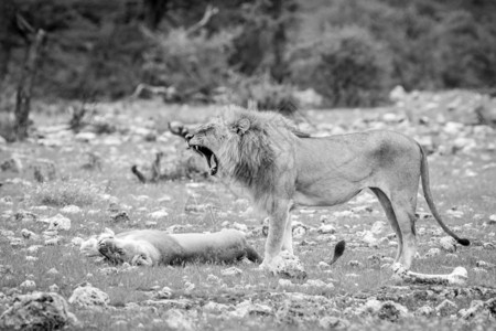 在纳米比亚Etosha公园黑白的草地上配对一狮子背景图片