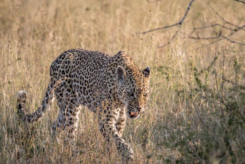 豹子在南非克鲁格公园的高草地上行走图片