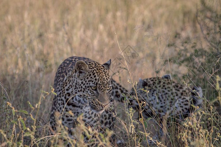 豹子在南非克鲁格公园的高草地上行走图片