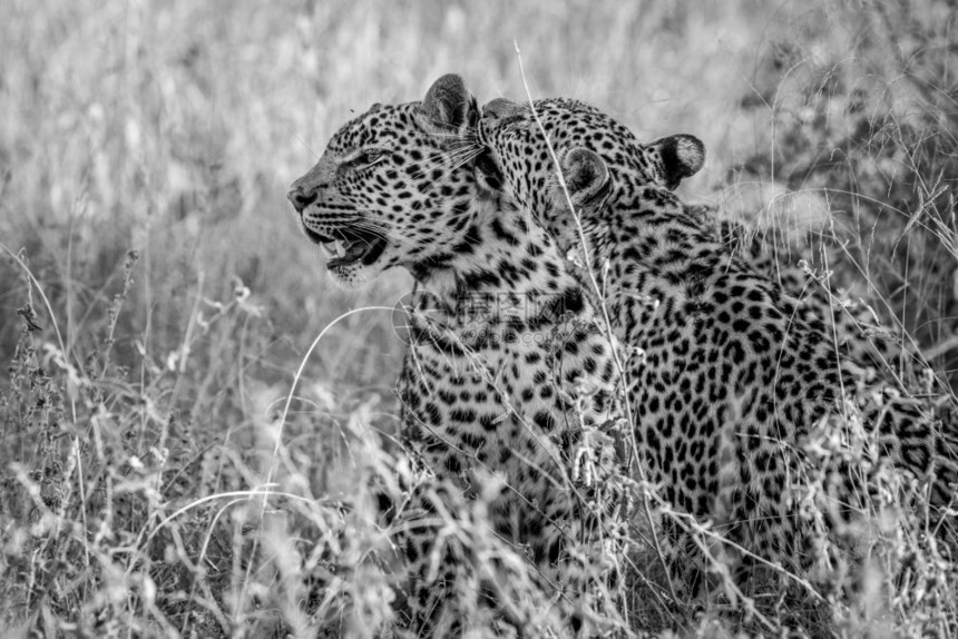 在南非克鲁格公园两只黑白豹结在一起图片