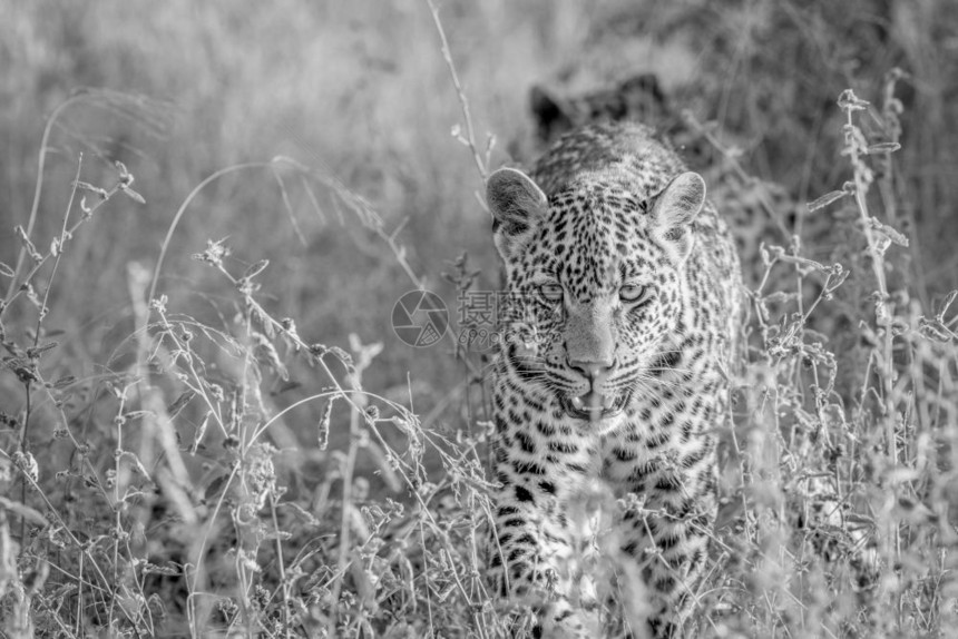 豹子走近南非克鲁格公园的黑白高草地摄像头图片