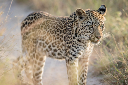 豹子站在南非克鲁格公园的沙地上图片