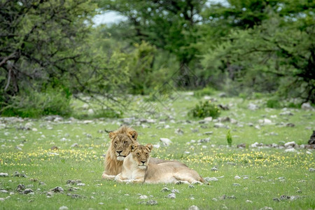 在纳米比亚Etosha公园的草地上配对一狮子背景图片