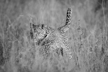 豹子在南非克鲁格公园的黑白高草丛中附着图片