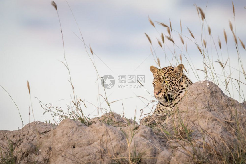 豹子躺在白蚁山上看着南非克鲁格公园图片