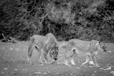在纳米比亚Etosha公园黑白的草地上配对一狮子背景图片