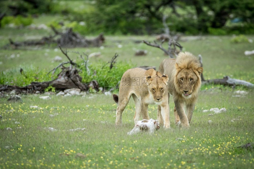 在纳米比亚Etosha公园的草地上配对一狮子图片