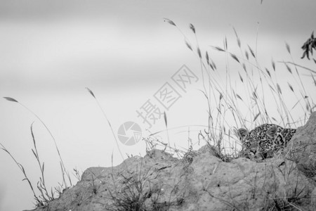 豹子躺下睡在南非克鲁格公园的白黑的蚁山上图片