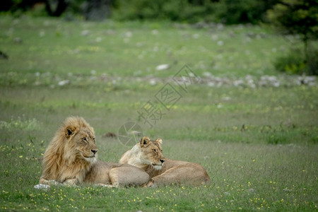 在纳米比亚Etosha公园的草地上配对一狮子图片
