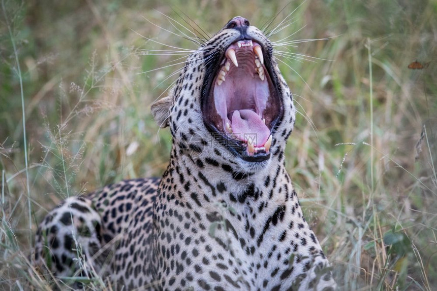 南非克鲁格公园的大雄豹打哈欠图片