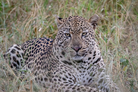 大雄豹在南非克鲁格公园的草地上躺下图片