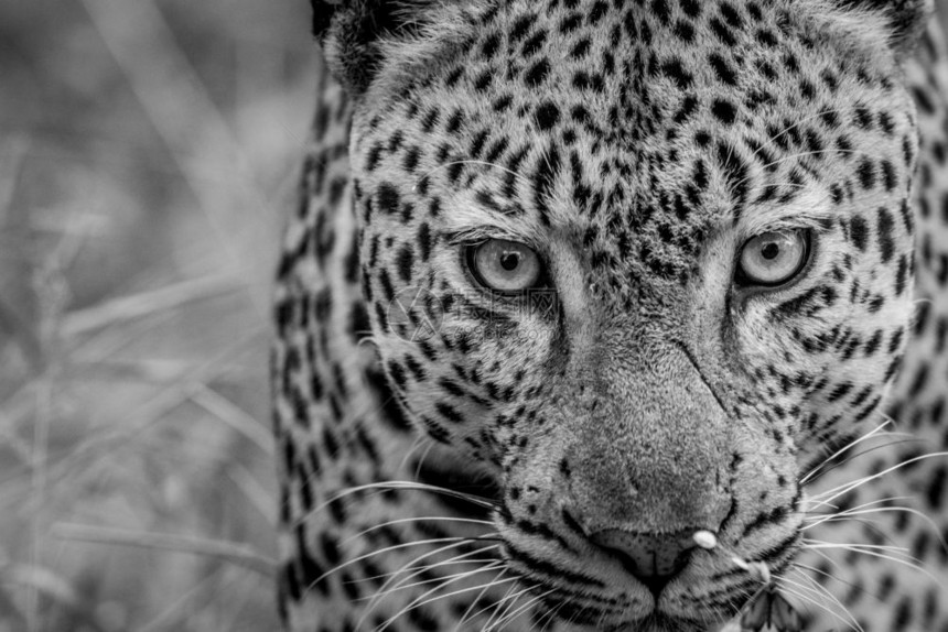 南非克鲁格公园黑白大雄豹图片