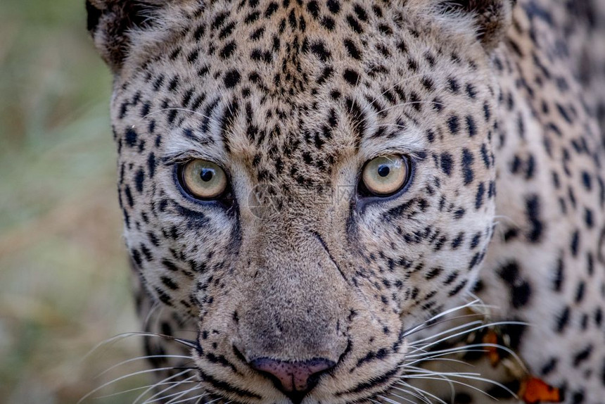 南非克鲁格公园一只雄豹近距离接一只雄豹图片