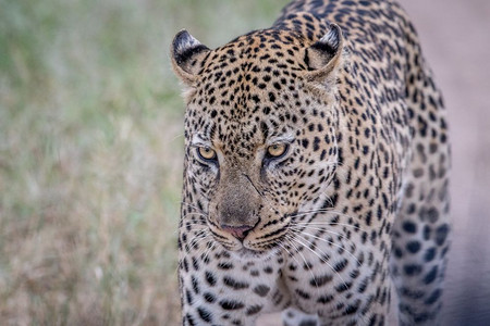 豹子走向摄像头在南非克鲁格公园图片
