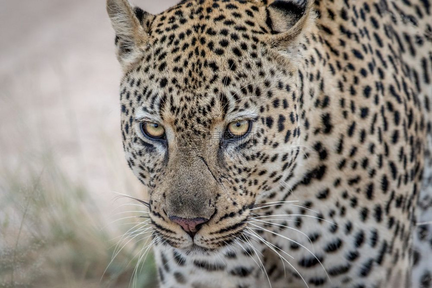 南非克鲁格公园一只雄豹近距离接一只雄豹图片