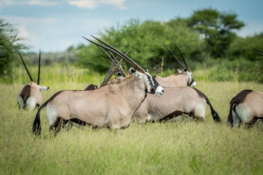 奥里克斯的牧群站在博茨瓦纳中部卡拉哈里的草地上图片