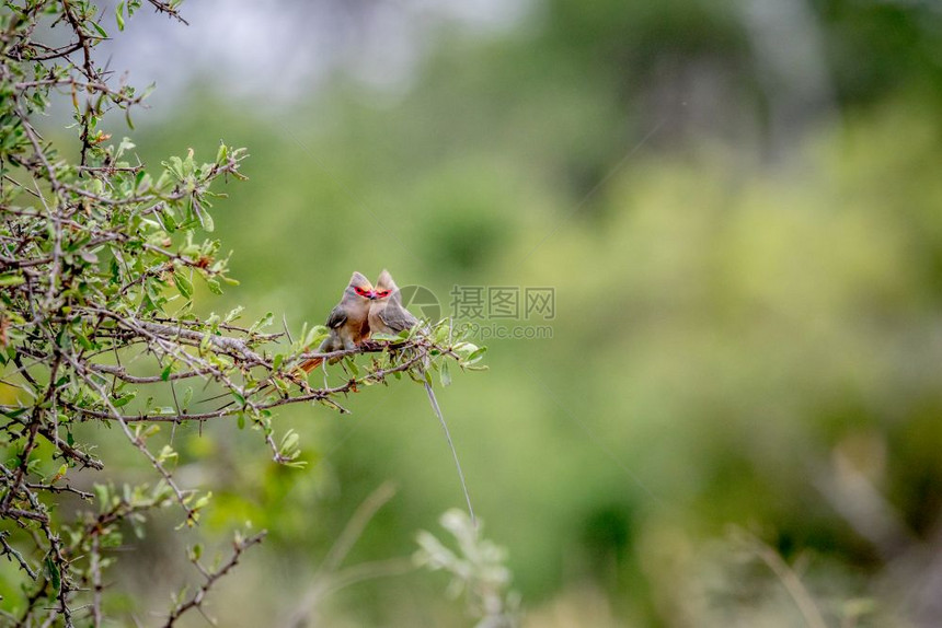 南非克鲁格公园的两只红脸鼠鸟图片