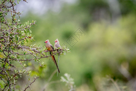 两只红脸鼠鸟坐在南非克鲁格公园的一个分支上高清图片