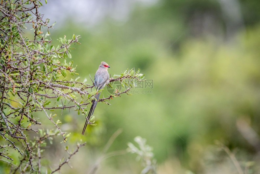 红脸鼠鸟坐在南非克鲁格公园的一个分支上图片