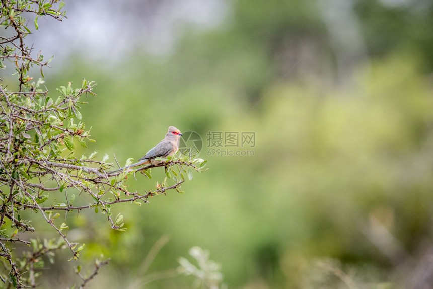 红脸鼠鸟坐在南非克鲁格公园的一个分支上图片