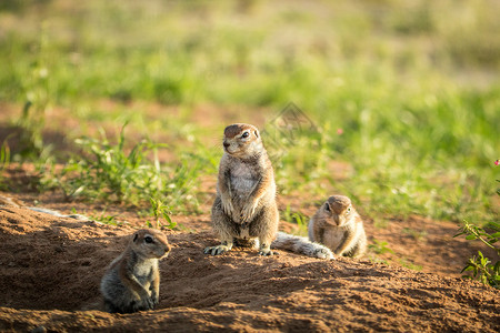 南非卡拉加迪跨界公园沙地中的松鼠群高清图片