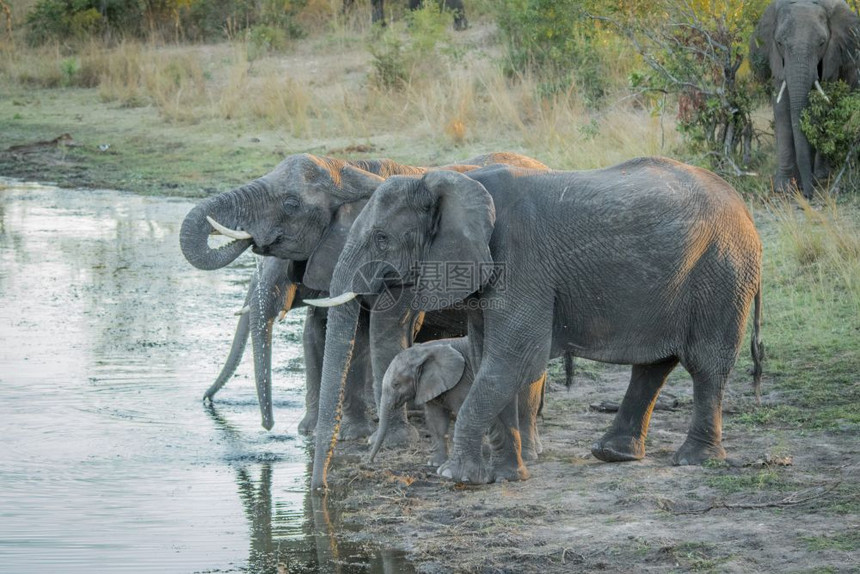 在南非克鲁格公园饮用大象的牧群图片