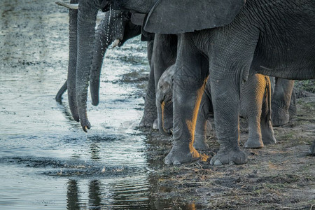 在南非克鲁格公园饮用大象的牧群背景图片