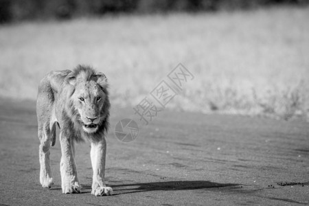 年轻的男狮子在南非克鲁格公园的黑白空降机上行走图片