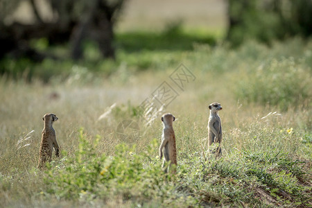 丁满李必达在南非卡拉加迪跨边界公园的草地上背景