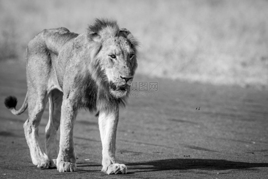年轻的男狮子在南非克鲁格公园的黑白空降机上行走图片