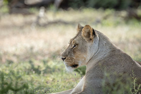 南非卡拉加迪横越边境公园的狮子座侧面简介图片