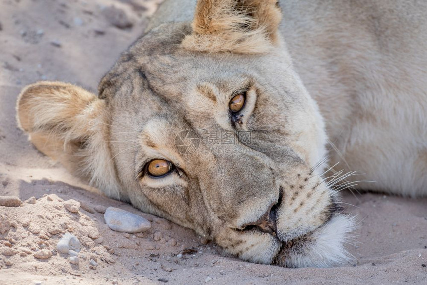 狮子在南非卡拉加迪横越边境公园躺下并作主图片