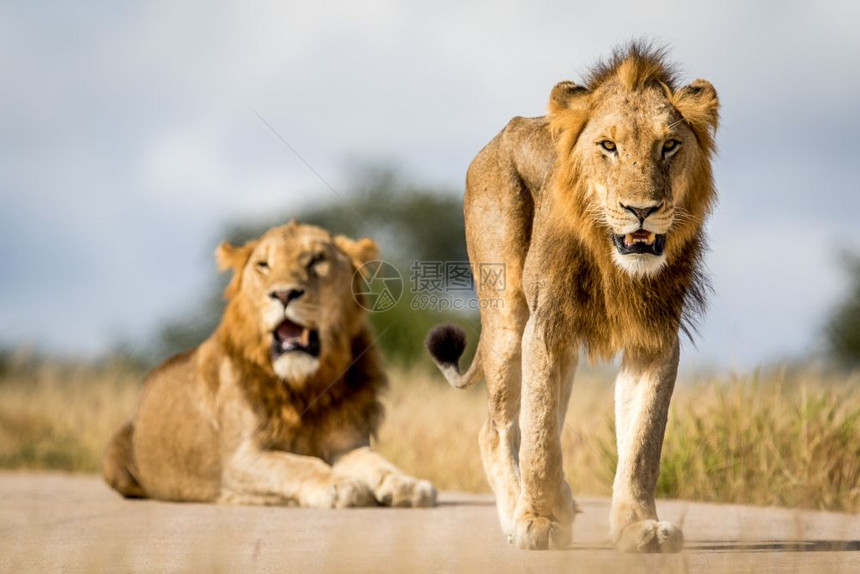 南非克鲁格公园的两个年轻男狮子兄弟图片