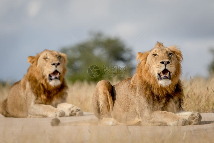 南非克鲁格公园的两个年轻男狮子兄弟图片