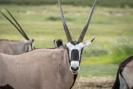 卡舒比亚Oryx在南非卡拉加迪横越边境公园的摄影机上观看背景