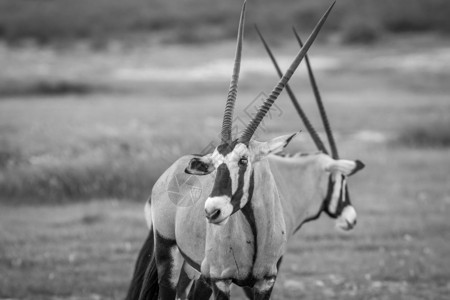 在南非卡拉加迪横越边境公园Oryx以黑白镜头看图片