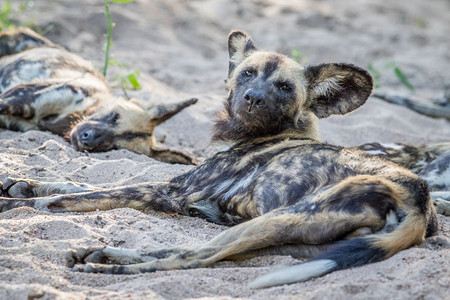 非洲野狗躺在证人席上看着南非克鲁格公园图片